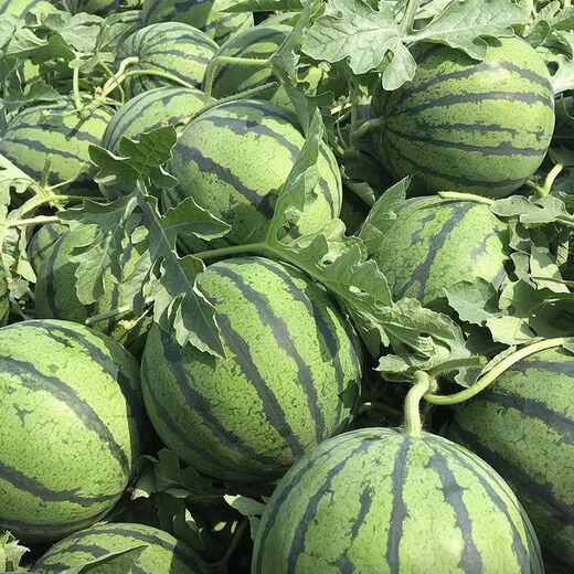 Jingxin No. 1 watermelon seeds, thin-skinned watermelon seeds, super sweet, early-maturing watermelon seeds, high-yielding farm garden watermelon seeds, Jingxin No. 1 seeds/pack, about 50 seeds, 5 packs