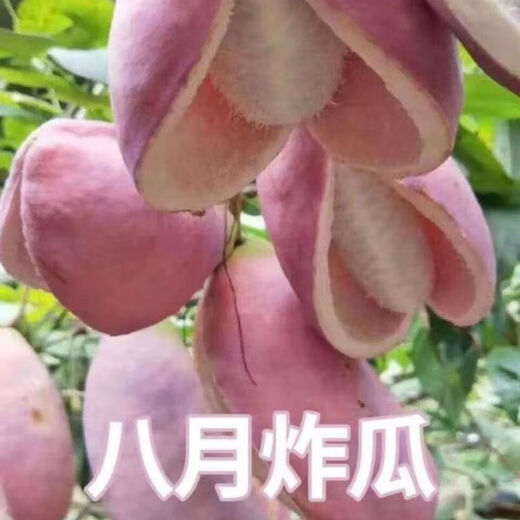 August melon, August fried seeds, new dietary fiber seeds, four-season climbing vines, balcony potted edible fruit seeds, August melon seeds/pack, about 20 capsules, 3 packs