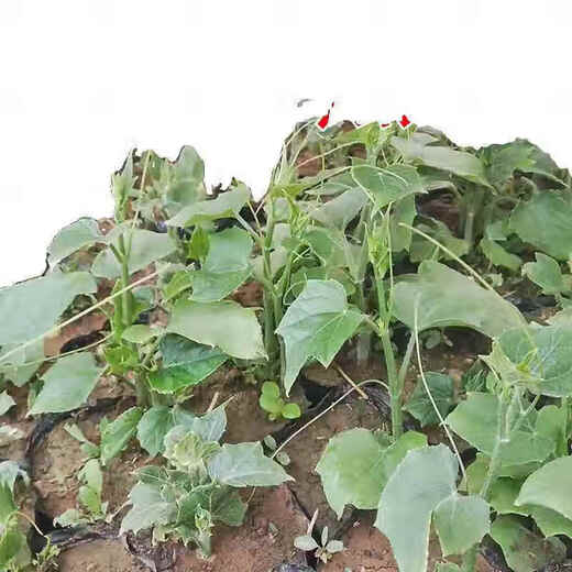 Chayote seedlings, seedlings with roots, seeds, larvae seedlings, melon seedlings, handrail melon planting seedlings, 3 chayote seedlings