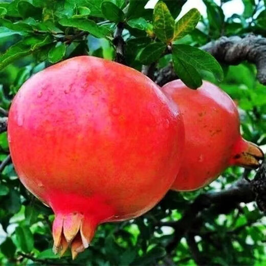 Sweet Crisp Pomegranate Seeds Pure Sweet Pomegranate Seedlings for South and North Planting Cold-resistant Balcony Garden Potted Ground Planting Seeds Sweet Crisp Pomegranate Seeds 5 packs of about 251 capsules