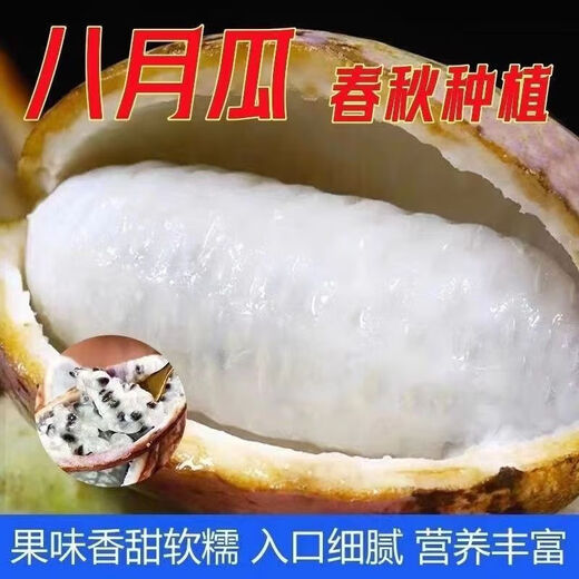 August melon, August fried seeds, new dietary fiber seeds, four-season climbing vines, balcony potted edible fruit seeds, August melon seeds/pack, about 20 capsules, 3 packs