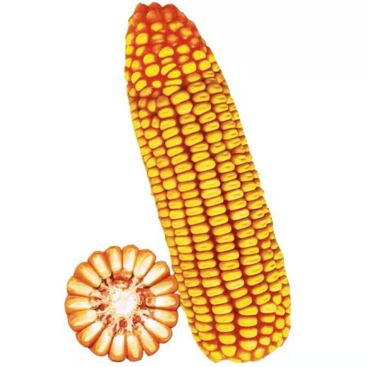 Linpan high-yielding corn seed twins red shaft iron big stick hard hybrid corn drought-resistant, disease-resistant, salt-alkali tolerant corn Zhengdan 958 corn original 1Jin Jin equal to 0.5 kg *1 bag