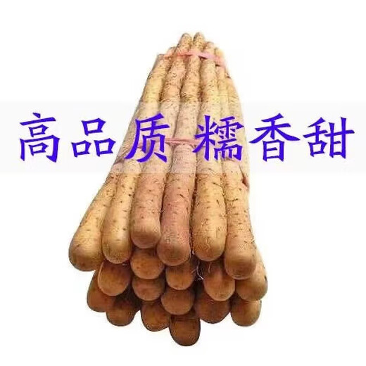Fresh Xiaobaizui yam iron stick yam soft glutinous sweet iron yam sesame yam Huai yam Xiaobaizui 1Jin Jin is equal to 0.5kg 15-30cm