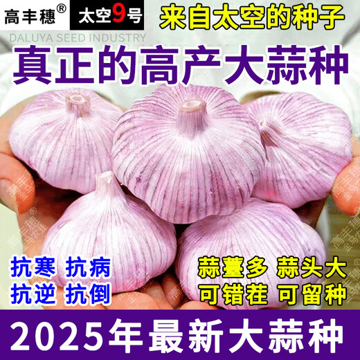 Special Garlic Seed 2025 New Variety Purple Skin Garlic Seed Garlic Seedling Seeds Space Garlic Shandong High Yield Garlic Seeds 50g Garlic Cloves Four Resistances and Double Highs Keep Seeds for Three Years