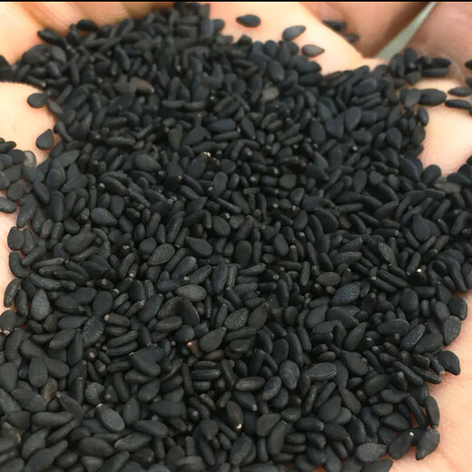 Linpan Huazhi Heiba seeds for courtyard planting, early maturing, high yield, high oil content, high field seeds, dwarf stem leaf yellow 150g barrel dwarf white sesame seeds