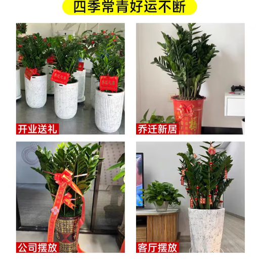 Money tree to attract wealth, large green plant in the living room, easy to maintain, formaldehyde-absorbing for opening housewarming gift, diamond-shaped white basin, height 65-75cm + bow tie 55-80cm
