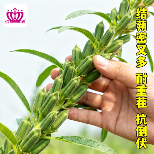 Xinyan high-yielding sesame seeds, four-sided, high-oil, multi-resistant black and white sesame seeds planted in farm fields, spring and summer four-season vegetable seeds, high-yielding black sesame seeds, black sesame seeds, 10g*1 bag