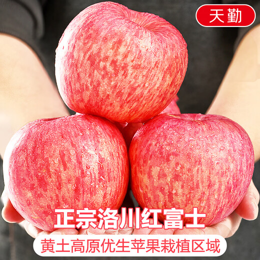 Jingdi Dalochuan apple net weight 8.5Jin Jin is equal to 0.5kg single fruit 250g + Shaanxi Red Fuji apple fruit straight from the source