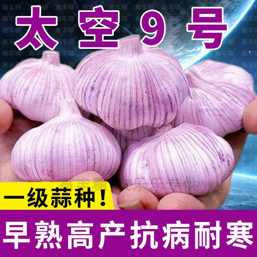 Special Garlic Seed 2025 New Variety Purple Skin Garlic Seed Garlic Seedling Seeds Space Garlic Shandong High Yield Garlic Seeds 50g Garlic Cloves Four Resistances and Double Highs Keep Seeds for Three Years