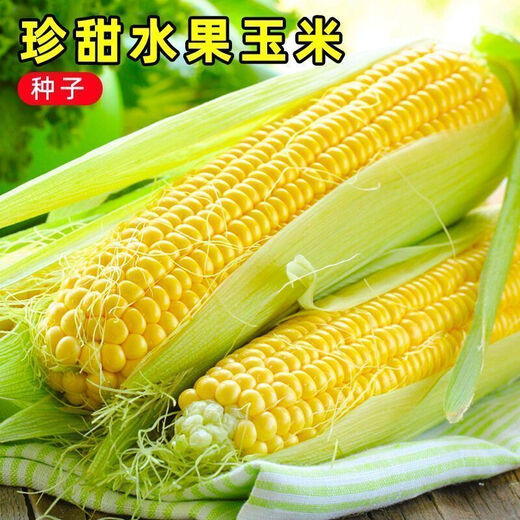 National Approval Fruit Corn Seeds Fresh Sweet and Crisp National Approval Sweet Corn Seeds Farmhouse Garden Vegetables National Approval Fruit Corn Seeds 1 pack of about 50 pieces