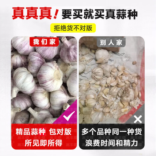 Special Garlic Seed 2025 New Variety Purple Skin Garlic Seed Garlic Seedling Seeds Space Garlic Shandong High Yield Garlic Seeds 50g Garlic Cloves Four Resistances and Double Highs Keep Seeds for Three Years