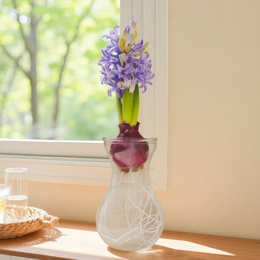 Waiting for the flowers to bloom, hyacinth hydroponic bulbs with bottle in random colors, 1 piece