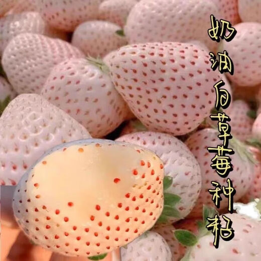 Creamy White Strawberry Seeds Four Seasons White Strawberry Seeds Vegetable Seeds and Beauty Home Potted Balcony Planting Creamy White Strawberry Seeds/Pack About 100 capsules 1 pack