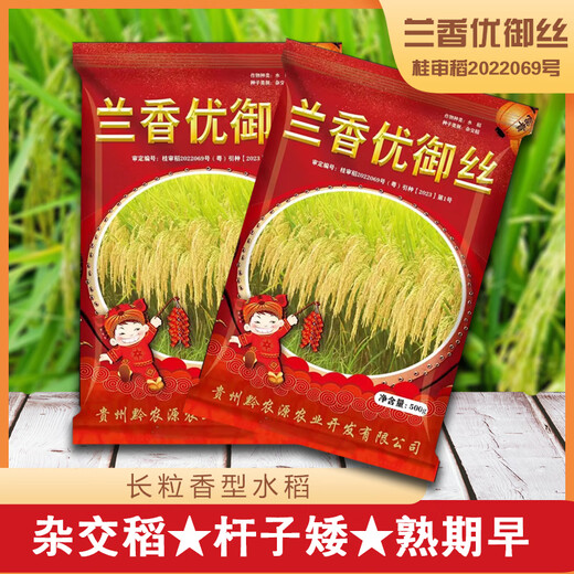 稻玉丰农业长粒米原厂包装兰香优御丝农用杂交水稻种子香型长粒香米 兰香优御丝水稻种子5袋（送水稻大礼包） 500g/袋