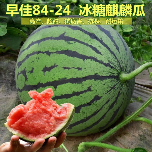 8424 Kirin small-seeded watermelon seeds, seedless, extra-large, high-yielding, giant sweet king, southern four-season vegetable and fruit seeds. 8424 watermelon seeds/pack, about 50 seeds, 5 packs