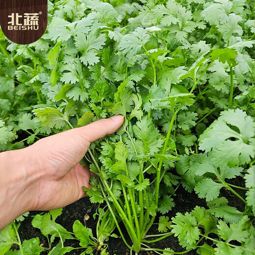 Northern vegetable big-leaf coriander seeds four-season potted old varieties home-grown vegetable seeds big-leaf coriander seeds 600 capsules x 2 packs