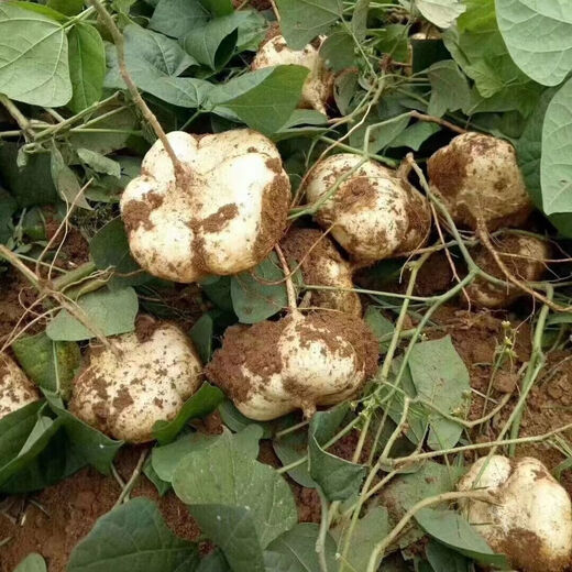 Early-maturing Muma Mountain Sweet Potato and Cold Potato Seeds Large Sweet Potato White Sweet Potato Kudzu High-yielding Spring and Autumn Sowing Fruit and Vegetable Seeds Muma Mountain Sweet Potato (Jingyam Seeds/Pack About 50 Pieces 5 Packs