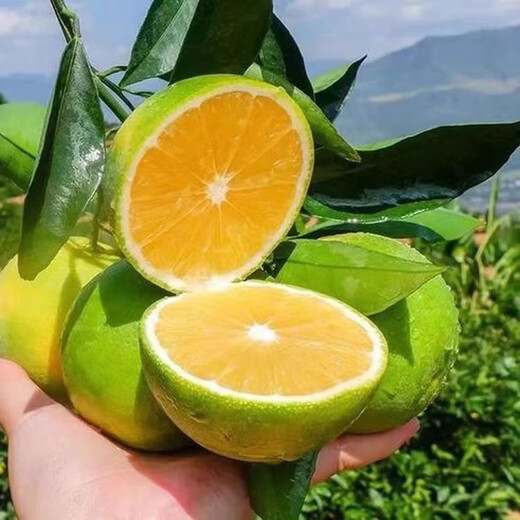 果跃霖云南冰糖橙正宗哀牢山手剥甜果冻橙子无渣新鲜水果送礼 2斤尝鲜果 单果65-75mm 净重1.7斤