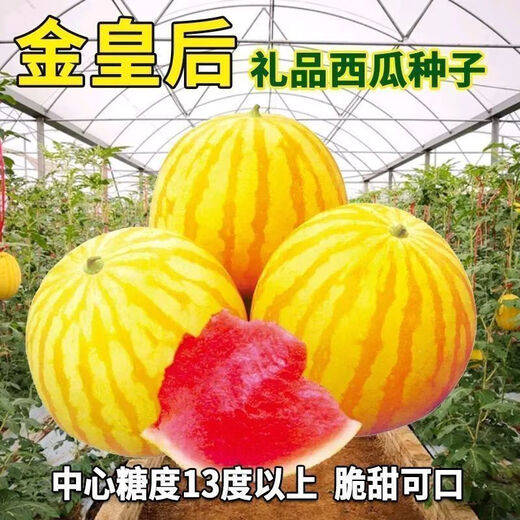 Huangmeiren watermelon seeds, yellow-skinned sweet king, early-maturing watermelon seeds, southern fruits, spring and four seasons vegetable seeds, Huangmeiren watermelon seeds, 3 packs, about 60 capsules