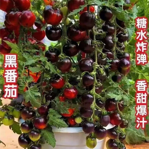 Black Tomato Seeds, Waterfall Tomatoes, Black Pearl Cherry Tomatoes, Small Tomato Seeds, Potted Cherry Tomato Fruit Seeds, Black Falls Cherry Tomato Seeds/pack, about 200 capsules, 3 packs