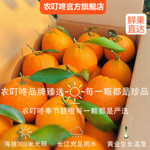 Nongdingdong Brand Orchard Ventes directes Chongqing Fengjie Navel Orange Newhall Coffret cadeau de fruits Magasin phare officiel de haute qualité Gros fruits à manger soi-même Diamètre de fruits 75-85 10 Jin Jin équivaut à 0,5 kg Coffret cadeau exquis