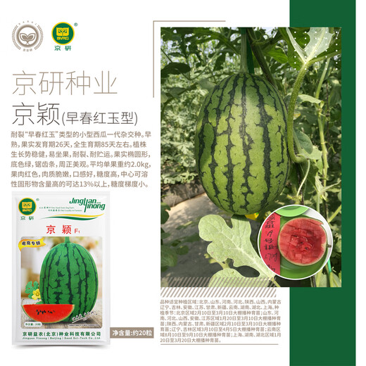 Jingyan Academy of Agricultural Sciences Watermelon Seed Jingxin Jingmei Sweet King 8424 Kirin Melon Seedless Lazy Man Rock Sugar Small Watermelon Seed Jingyan Jingying About 20 capsules