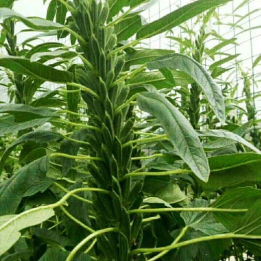 Linpan Huazhi Heiba seeds for courtyard planting, early maturing, high yield, high oil content, high field seeds, dwarf stem leaf yellow 150g barrel dwarf white sesame seeds