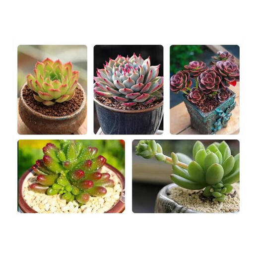 Succulent soil special nutritional soil fleshy granular soil plant planting soil paving stone leaf insert household peat soil large bag 50% granular succulent soil 10Jin Jin is equal to 0.5 kg