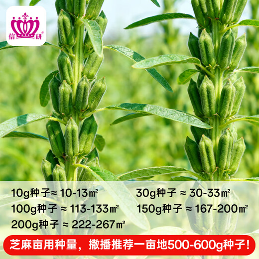 Xinyan high-yielding sesame seeds, four-sided, high-oil, multi-resistant black and white sesame seeds planted in farm fields, spring and summer four-season vegetable seeds, high-yielding black sesame seeds, black sesame seeds, 10g*1 bag