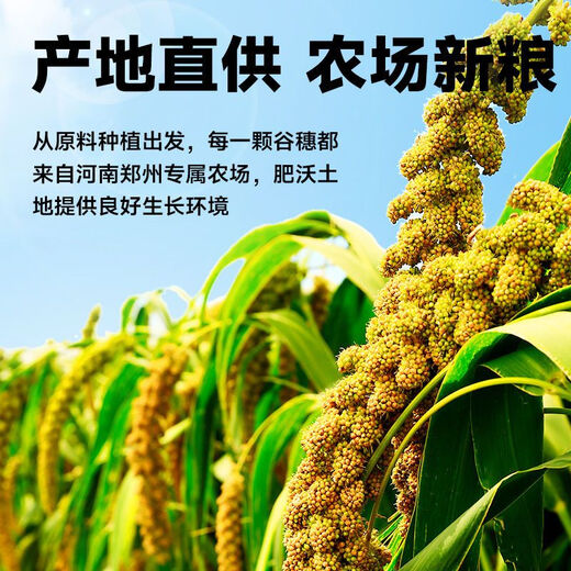 Bird food eaten by budgerigars: Black Phoenix Munnia shelled millet red millet bird feed yellow millet mixed shelled yellow grain rich in protein fiber healthy meat growth 550g yellow millet parrot food