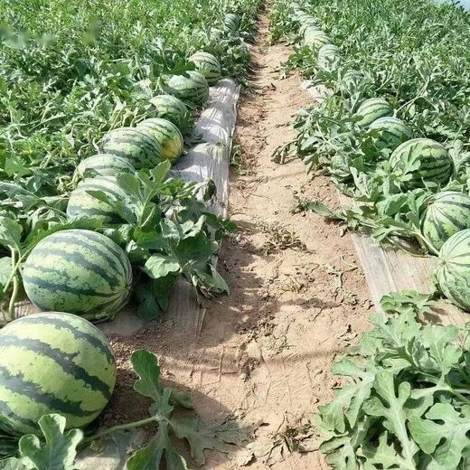 Jingxin No. 1 watermelon seeds, thin-skinned watermelon seeds, super sweet, early-maturing watermelon seeds, high-yielding farm garden watermelon seeds, Jingxin No. 1 seeds/pack, about 50 seeds, 5 packs