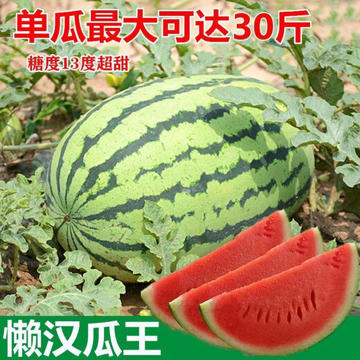 8424 Kirin small-seeded watermelon seeds, seedless, extra-large, high-yielding, giant sweet king, southern four-season vegetable and fruit seeds. 8424 watermelon seeds/pack, about 50 seeds, 5 packs