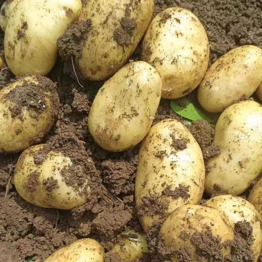 Dongdong Farm exclusively supplies Shandong yellow-heart large potatoes, glutinous, freshly dug potatoes, taro and taro in season. Yellow-heart potatoes 5Jin Jin is equal to 0.5kg. Net weight: Medium to large fruit 2 taels.