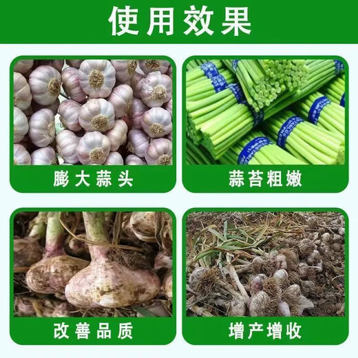 Garlic yellow leaves special garlic seedling dry tip medicine yellow leaves prevention and control of leaf dryness, root rot, purple spots, root rot, soft rot, rust spot fertilizer 25g/pack*1 pack