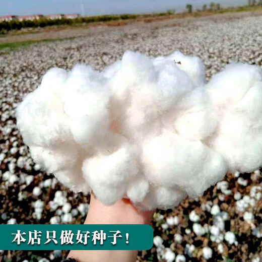 Qiuying lazy cotton cotton seeds field planting agricultural four-season high-yield spring seed seed insect-resistant cotton Snow White lazy cotton 350g original