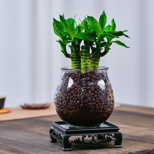 4 gold-listed Wenchang Bamboo plants, rich bamboo hydroponic plants with thick stems shipped with roots, step by step transfer bamboo, four Wenchang Bamboo stems + cylindrical glass bottle + ceramsite + base with basin