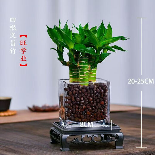 4 gold-listed Wenchang Bamboo plants, rich bamboo hydroponic plants with thick stems shipped with roots, step by step transfer bamboo, four Wenchang Bamboo stems + cylindrical glass bottle + ceramsite + base with basin