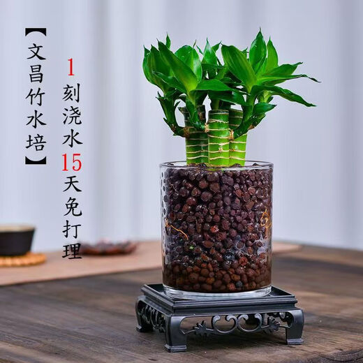 4 gold-listed Wenchang Bamboo plants, rich bamboo hydroponic plants with thick stems shipped with roots, step by step transfer bamboo, four Wenchang Bamboo stems + cylindrical glass bottle + ceramsite + base with basin