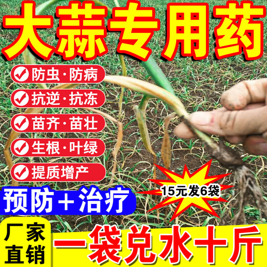 Garlic yellow leaves special garlic seedling dry tip medicine yellow leaves prevention and control of leaf dryness, root rot, purple spots, root rot, soft rot, rust spot fertilizer 25g/pack*1 pack