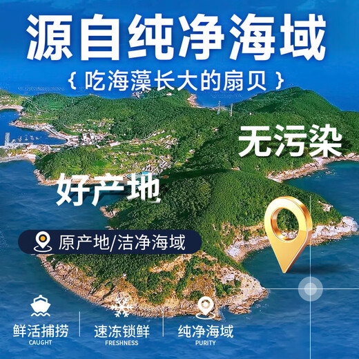 Selling Fish Qilang Frozen Large Yellow Scallop Meat Net Weight 3Jin Jin is equal to 0.5kg, about 120-180 pieces, clean and sand-free, barbecue seafood