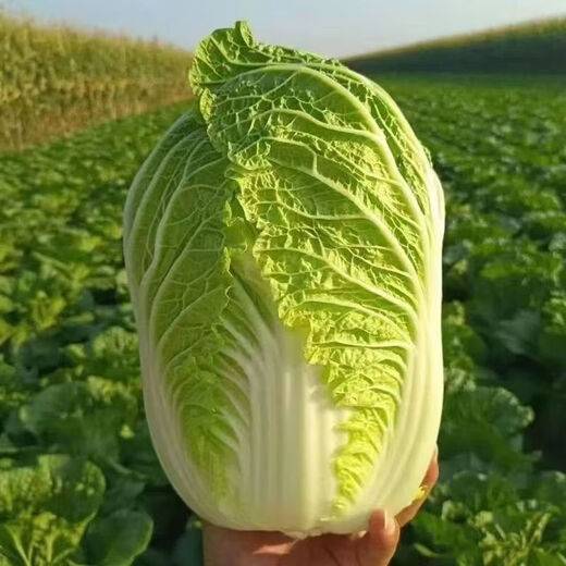 Shandong Shouguang Chinese cabbage, yellow heart, big baby cabbage, fresh vegetables picked by farmers, whole box wholesale from the origin, Shouguang cabbage 4Jin Jin is equal to 0.5kg