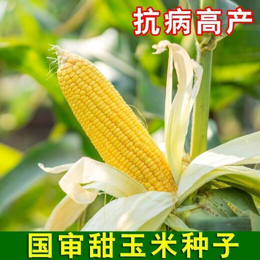 National Approval Fruit Corn Seeds Fresh Sweet and Crisp National Approval Sweet Corn Seeds Farmhouse Garden Vegetables National Approval Fruit Corn Seeds 1 pack of about 50 pieces