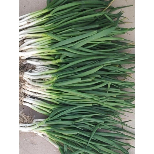Divide onion seeds into four seasons, chive seeds, strong flavor, fast-growing chives, heat-resistant and cold-resistant potted garden chive seeds, selected grains, 2 packs, about 2000 grains