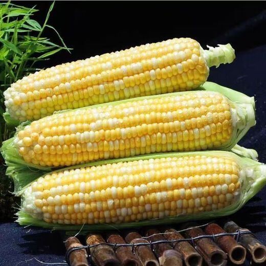 Beijing fresh Yunnan fruit corn 5Jin Jin is equal to 0.5kg, fresh sweet corn on the cob, sweet, crisp and juicy, fresh vegetables, straight from the source