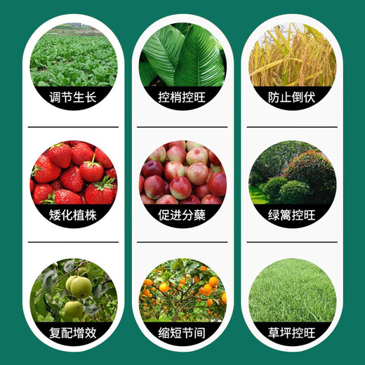 Guoguang Aixiu 30% Paclobutrazol Methiozolinium Controls Dwarfing Agent, Delays Growth, Controls Leggy Growth, Controls Shoot Growth Regulator