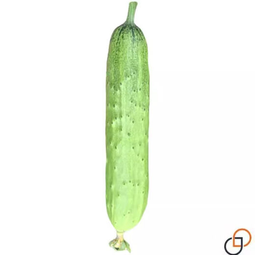 Hybrid sweet crispy king cucumber seeds old variety high yield dry cucumber seeds season spring and summer fruit and vegetable seeds hybrid sweet crispy king original 1 pack (about 50 pieces)