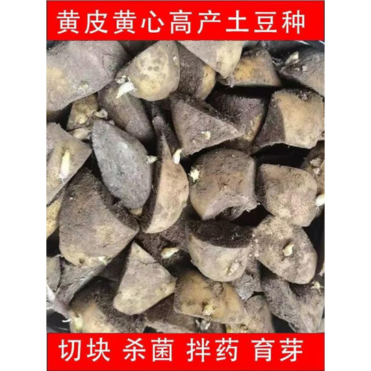 Authentic Qiuying Dutch fifteen-year-old potatoes with yellow hearts and yellow skins, first-generation potatoes and potato seeds, germinated and shipped whole and cut into pieces 1500g, well cut into pieces, medium-sized fruits, well cut into pieces