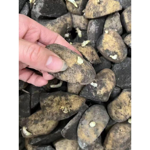 Authentic Qiuying Dutch fifteen-year-old potatoes with yellow hearts and yellow skins, first-generation potatoes and potato seeds, germinated and shipped whole and cut into pieces 1500g, well cut into pieces, medium-sized fruits, well cut into pieces