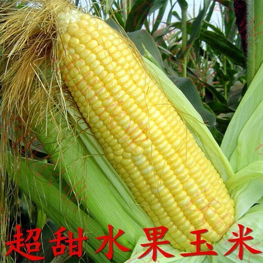National Approval Fruit Corn Seeds Fresh Sweet and Crisp National Approval Sweet Corn Seeds Farmhouse Garden Vegetables National Approval Fruit Corn Seeds 1 pack of about 50 pieces