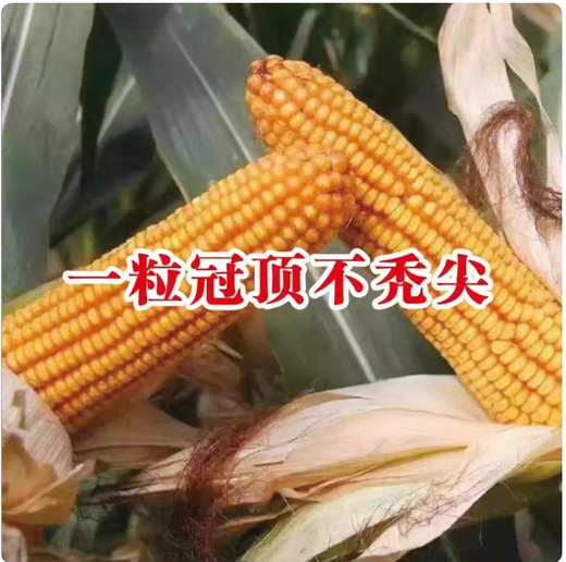 518 Высокоурожайные семена кукурузы Полная коллекция двойных клеток Устойчивость к полеганию и болезням Жесткие палочки Академия сельскохозяйственных наук Кукуруза 518 4200 зерен